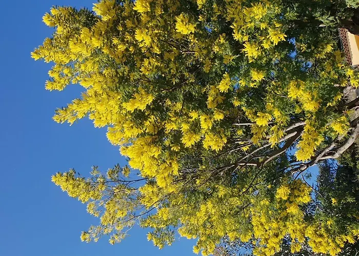 Coquet 4 Couchages Au Lavandou - Proche Plage, Parking Inclus, Commerces A Proximite - Fr-1-251-299 لو لا فاندو